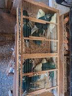 Kakerikies kweekrype, Dieren en Toebehoren