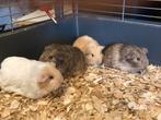 4 langharige cavia beertjes., Dieren en Toebehoren, Knaagdieren, Oktober, Mannelijk, Cavia
