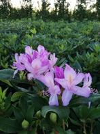 Rhododendron ponticum, Enlèvement ou Envoi