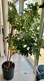 Schefflera Arboricola, ~2m. hoog, in pot, Ophalen, In pot, 150 tot 200 cm, Volle zon