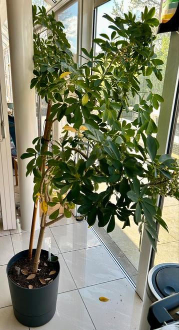 Schefflera Arboricola, ~2m. hoog, in pot beschikbaar voor biedingen