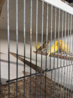 Kanaries, Dieren en Toebehoren, Vogels | Kanaries, Meerdere dieren, Zangkanarie