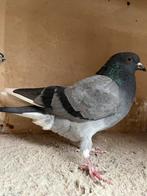 Gratis birmingham roller duiver, Dieren en Toebehoren, Mannelijk, Tuimelaar of Roller