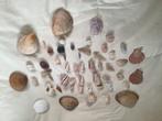 corail, Collections, Enlèvement, Coquillage(s)