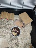 Cage avec l hamster a vendre, Animaux & Accessoires, Comme neuf, Cage, Enlèvement ou Envoi, Hamster