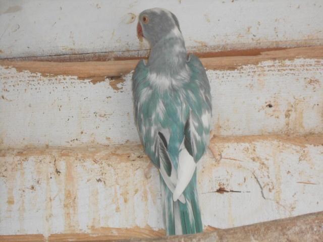 colliers d'élevage, Animaux & Accessoires, Oiseaux | Perruches & Perroquets, Perruche, Plusieurs animaux, Bagué