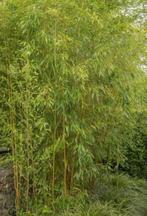 Bamboe Phyllostachys aueasulcata, Ophalen