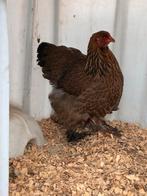 Brahma meerzomig patrijs hen, Dieren en Toebehoren, Vrouwelijk, Kip