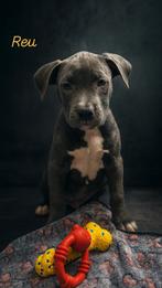 Prachtige blauwe Amerikaanse Stafford pups, Dieren en Toebehoren, België, CDV (hondenziekte), 8 tot 15 weken, American Staffordshire Terriër