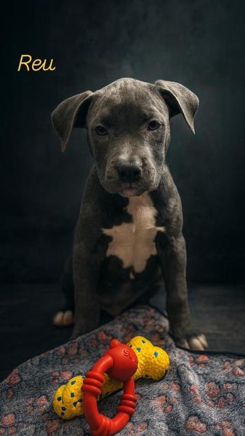 Prachtige blauwe Amerikaanse Stafford pups beschikbaar voor biedingen