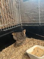 2 jonge japanse kwartels, Dieren en Toebehoren, Pluimvee, Geslacht onbekend, Overige soorten