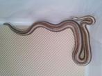 0.1 Rosy Boa volwassen vrouw 2021, Dieren en Toebehoren, Slang, Tam, 3 tot 6 jaar