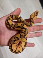Pastel enchi clown h DG 50%h hypo, Dieren en Toebehoren, Reptielen en Amfibieën, Slang, Tam, 0 tot 2 jaar