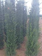 Taxus, Taxus, Enlèvement