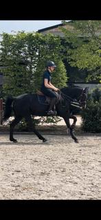 Fantastische allround D-pony te koop, Dieren en Toebehoren, Merrie, Gechipt, M, Springpony