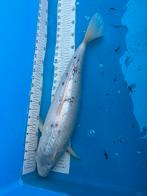 Gratis 50 cm koi, Dieren en Toebehoren, Karper of Koi