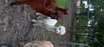 Witte alpaca hengst, Dieren en Toebehoren, Juli, Mannelijk
