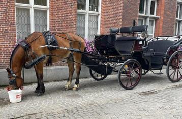 menpaard, 11 ans ou plus, Hongre, Cheval d'attelage, 160 à 165 cm