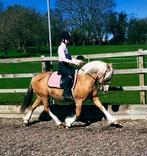 Welsh Ponys sectie A en C Gereden, Dieren en Toebehoren, Pony's, Merrie, M