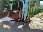 Jonge guppies, kleintjes met mooie kleuren, Dieren en Toebehoren, Vissen | Aquariumvissen