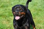 Rottweiler Dekreu, België, Reu, CDV (hondenziekte), Eén hond