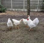 Wyandotte kriel, Dieren en Toebehoren, Pluimvee