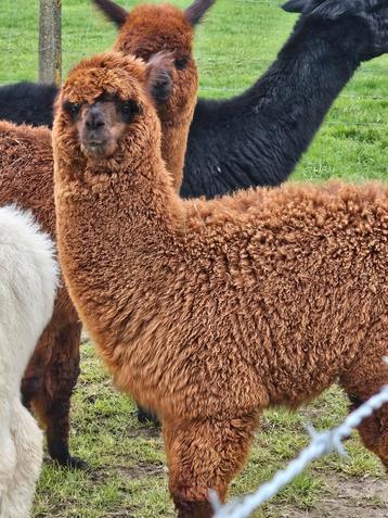 Alpaca hengstje beschikbaar voor biedingen