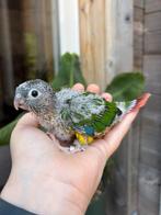 Pyrrhura Molinae, Dieren en Toebehoren, Vogels | Parkieten en Papegaaien, Meerdere dieren, Parkiet, Pratend