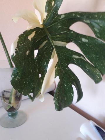 MONSTERA  THAI CONSTELLATION MARYLIN- STEK, Huis en Inrichting, Overige soorten, Minder dan 100 cm, Groene kamerplant, Halfschaduw
