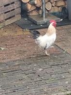 Haan, Dieren en Toebehoren, Pluimvee, Mannelijk, Kip