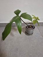 Philodendron Florida Green, Huis en Inrichting, Ophalen of Verzenden