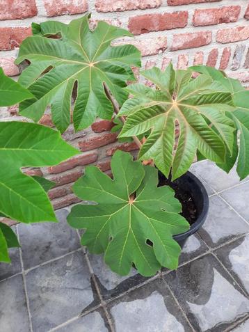 Tetrapanax  beschikbaar voor biedingen