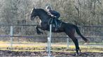 Braaf 12 jarige Allround ruin , 1.20m springen, Dieren en Toebehoren, Met stamboom, Ruin, L, 11 jaar of ouder