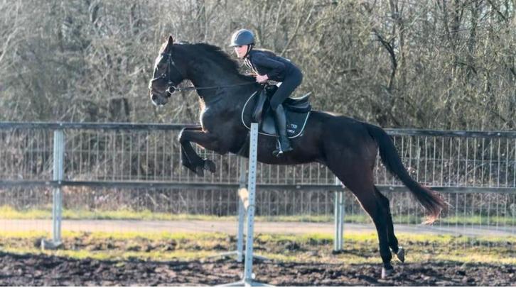 Braaf 12 jarige Allround ruin , 1.20m springen, Dieren en Toebehoren, Paarden, Ruin, L, 165 tot 170 cm, 11 jaar of ouder, Recreatiepaard