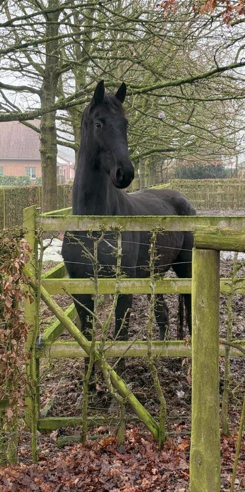 5jarige Lord Europe ruin, Dieren en Toebehoren, Paarden, Ruin, Zadelmak, 170 tot 175 cm, 3 tot 6 jaar, Dressuurpaard, Met stamboom