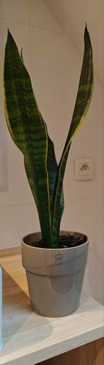 Sanseveria met mooie pot, Huis en Inrichting, Kamerplanten, Ophalen of Verzenden