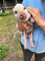 Mini gottinger zeugjes (2), Dieren en Toebehoren, Schapen, Geiten en Varkens, Vrouwelijk, Varken, 0 tot 2 jaar