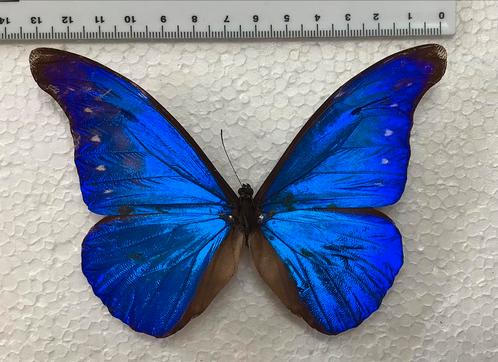 Morpho rhetenor, HALVE PRIJS, Dieren en Toebehoren, Insecten en Spinnen