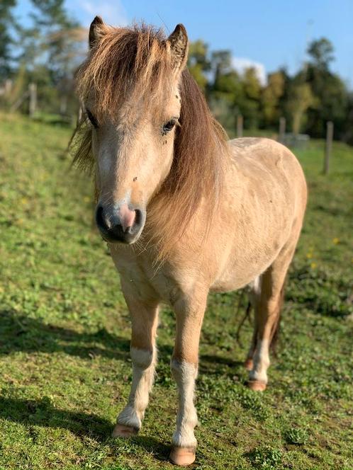 Doodbraaf mini paardje, Dieren en Toebehoren, Pony's