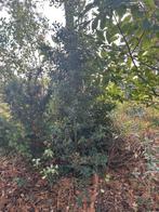 Hulst, Ophalen, Hulst, Struik, 100 tot 250 cm