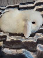 MOOIE KONIJNTJES NHD HANGOORX TEDDY WIDDER, Dieren en Toebehoren, Meerdere dieren, Klein, Hangoor