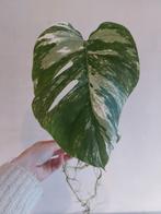 monstera albo variegata, Maison & Meubles, Ombre partielle, Plante verte, Enlèvement ou Envoi, Moins de 100 cm