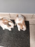 Dwerg konijn  2stuks, Dieren en Toebehoren, Konijnen, Dwerg