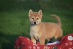 Shiba inu pups verschillende kleuren, Dieren en Toebehoren, 15 weken tot 1 jaar, Overige rassen, Buitenland, CDV (hondenziekte)