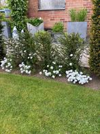Taxusplanten, Tuin en Terras, Planten | Struiken en Hagen, Ophalen, Taxus, Haag, Minder dan 100 cm