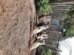 Indische loopeenden, Meerdere dieren, Eend