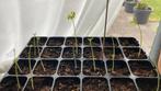 Moringa Oleifera zaailingen, Ophalen of Verzenden, Vaste plant, Overige soorten, Volle zon