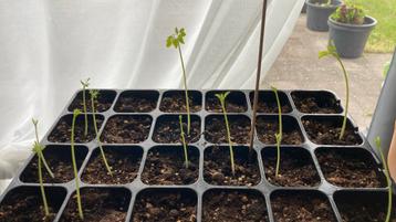 Moringa Oleifera zaailingen beschikbaar voor biedingen