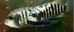 Nandopsis Beani, Vis, Zoetwatervis
