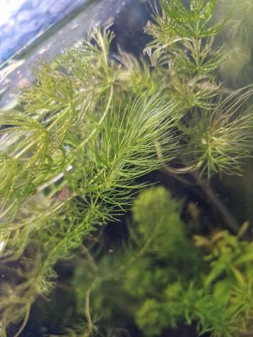 Fijn Hoornblad (Ceratophyllum demersum) beschikbaar voor biedingen